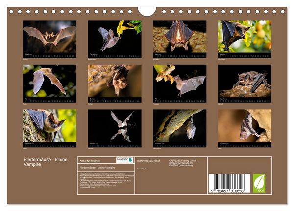 Produktbild: Flederm&auml;use - kleine Vampire (Wandkalender 2026 DIN A4 quer), CALVENDO Monatskalender