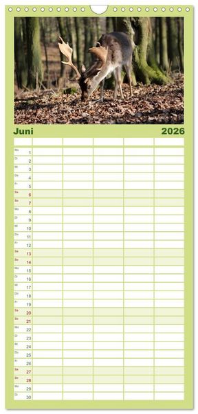 Produktbild: Familienplaner 2026 - Hirsche - K&ouml;nige des Waldes mit 5 Spalten (Wandkalender, 21 x 45 cm) CALVENDO