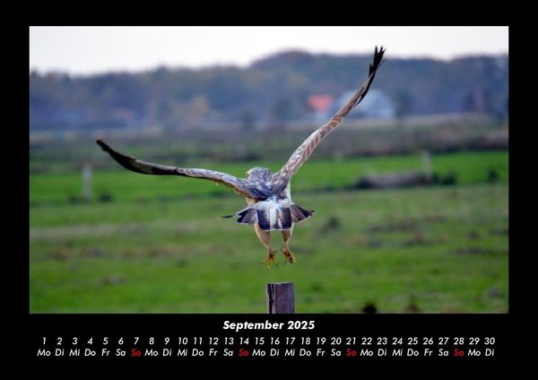 Produktbild: Vogelparadies 2025 Fotokalender DIN A3