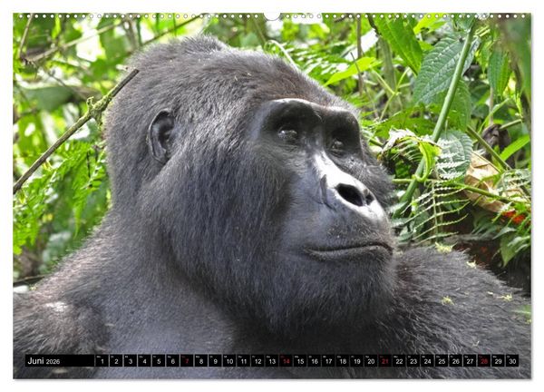 Produktbild: Afrikas Perle Uganda (Wandkalender 2026 DIN A2 quer), CALVENDO Monatskalender