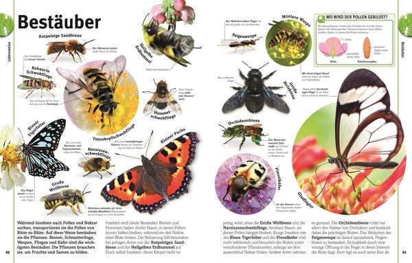 Produktbild: Unsere Welt in 1000 Bildern. Insekten