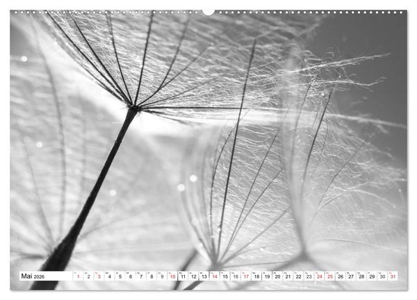 Produktbild: Pusteblumenzauber in schwarzwei&szlig; (Wandkalender 2026 DIN A2 quer), CALVENDO Monatskalender