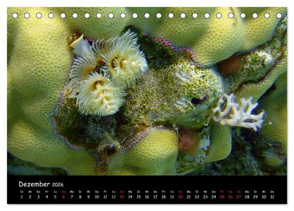 Produktbild: Rotes Meer - Unterwasserimpressionen (Tischkalender 2026 DIN A5 quer), CALVENDO Monatskalender