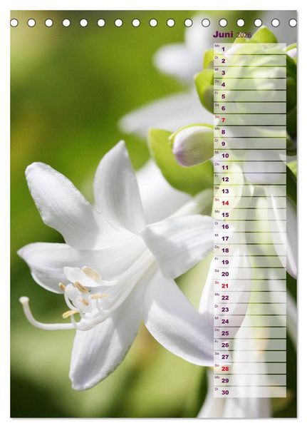 Produktbild: Hostas Herzblattlilien Funkien (Tischkalender 2026 DIN A5 hoch), CALVENDO Monatskalender