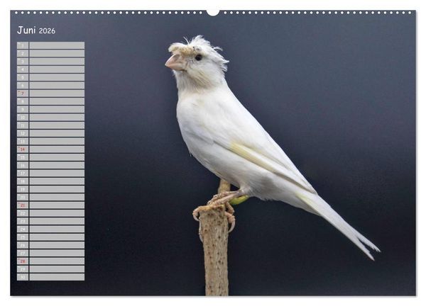 Produktbild: Kanarienv&ouml;gel - Bunte Welt (hochwertiger Premium Wandkalender 2026 DIN A2 quer), Kunstdruck in Hochglanz