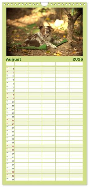 Produktbild: Familienplaner 2026 - Aussie Welpen 2026 mit 5 Spalten (Wandkalender, 21 x 45 cm) CALVENDO