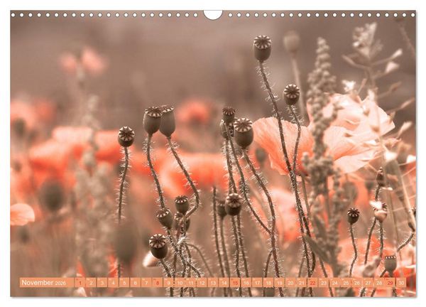 Produktbild: Mohnblumen - Fotografie mit Magie (Wandkalender 2026 DIN A3 quer), CALVENDO Monatskalender