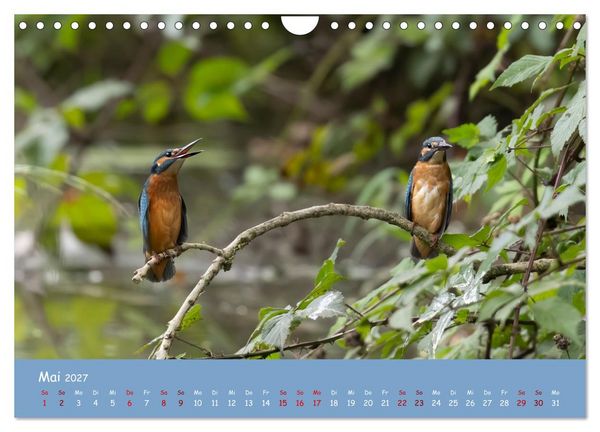 Produktbild: Alcedo atthis. Der Eisvogel (Wandkalender 2027 DIN A4 quer), CALVENDO Monatskalender