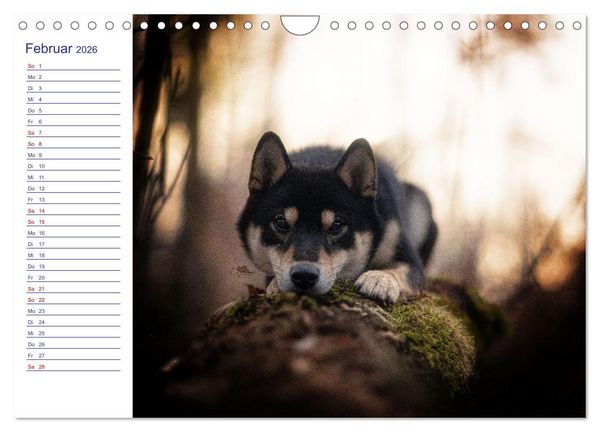 Produktbild: Japans Seelenhunde (Wandkalender 2026 DIN A4 quer), CALVENDO Monatskalender