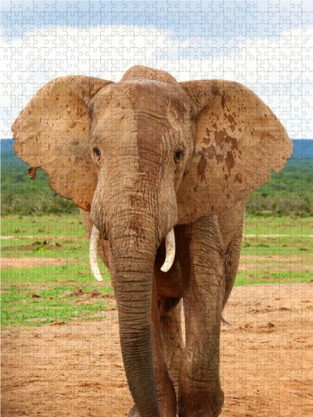 Produktbild: CALVENDO Puzzle Elefant | 1000 Teile Lege-Gr&ouml;&szlig;e 64x48cm Foto-Puzzle f&uuml;r gl&uuml;ckliche Stunden