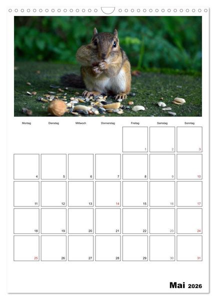 Produktbild: Streifenh&ouml;rnchen - neugierige Nager (Wandkalender 2026 DIN A3 hoch), CALVENDO Monatskalender