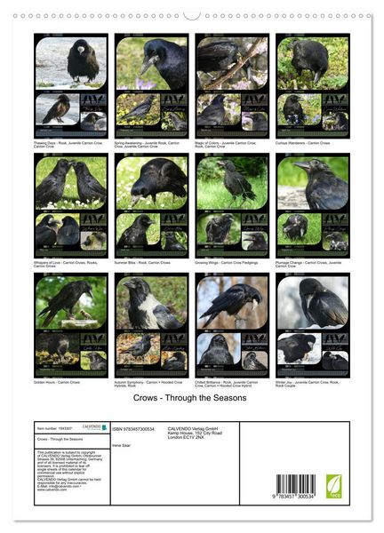 Produktbild: Crows - Through the Seasons (High Quality Premium Wall Calendar 2026 DIN A2 portrait),CALVENDO 12 Month Wall Calendar