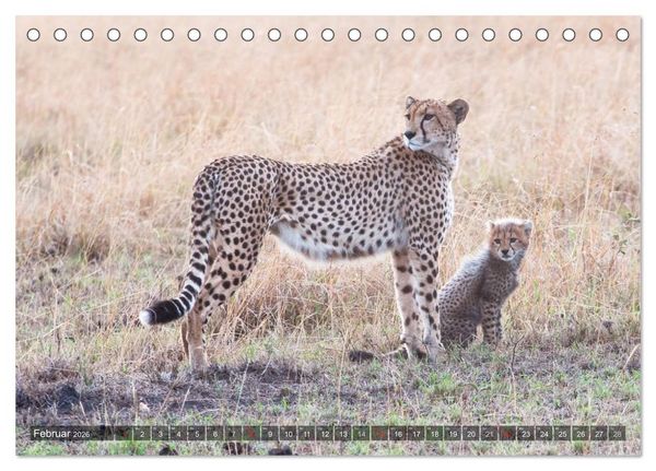 Produktbild: Raubkatzen Afrikas (Tischkalender 2026 DIN A5 quer), CALVENDO Monatskalender