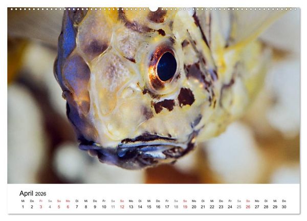 Produktbild: Fischzauber - Wundervolle Aquarienfische (hochwertiger Premium Wandkalender 2026 DIN A2 quer), Kunstdruck in Hochglanz