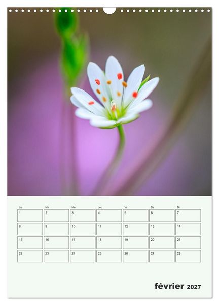 Produktbild: Les fleurs, &eacute;ternelles &eacute;phem&egrave;res (Calendrier mural 2027 DIN A3 horizontal), CALVENDO calendrier mensuel