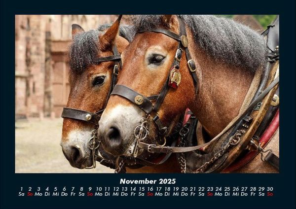 Produktbild: Pferde Kalender 2025 Fotokalender DIN A4