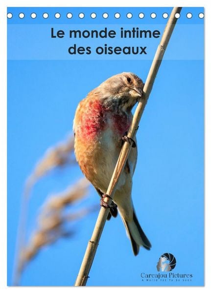 Le monde intime des oiseaux (Calendrier de bureau 2026 DIN A5 horizontal), CALVENDO calendrier mensuel
