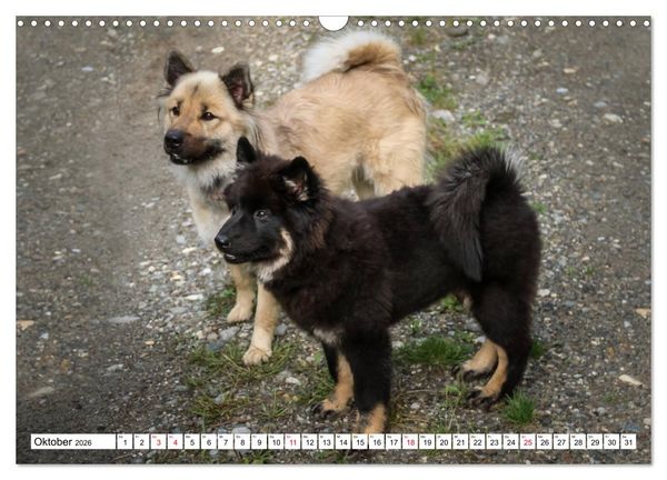 Produktbild: Eurasier, der Hund im Wolfspelz (Wandkalender 2026 DIN A3 quer), CALVENDO Monatskalender