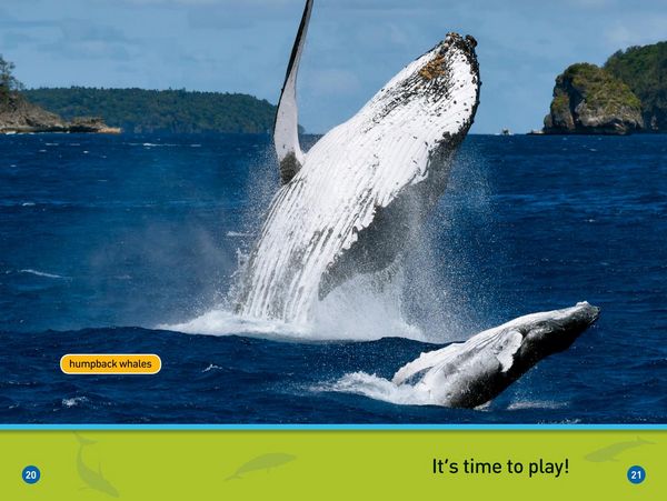Produktbild: Whales (National Geographic Kids Readers, Pre-Reader)