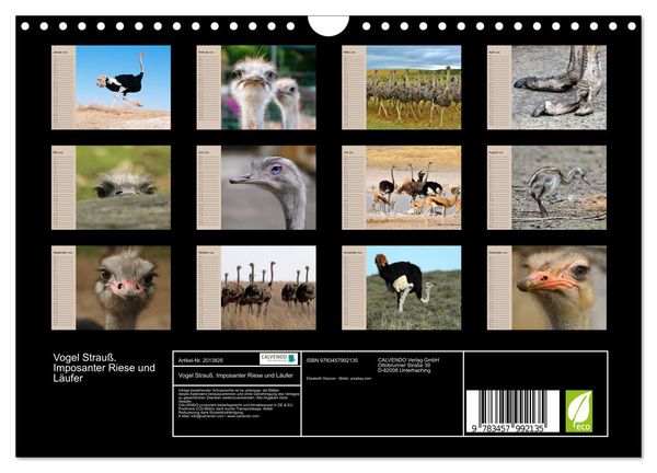 Produktbild: Vogel Strau&szlig;. Imposanter Riese und L&auml;ufer (Wandkalender 2026 DIN A4 quer), CALVENDO Monatskalender