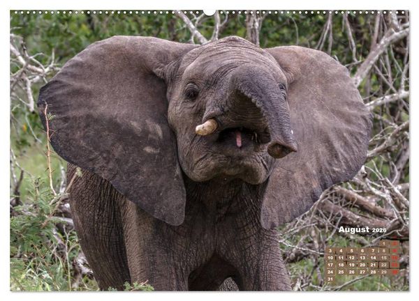 Produktbild: Afrikas Tierwelt: Elefantenbabys (Wandkalender 2026 DIN A2 quer), CALVENDO Monatskalender