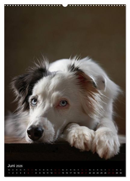 Produktbild: Geliebte Aussies - Australian Shepherds im Portrait (hochwertiger Premium Wandkalender 2026 DIN A2 hoch), Kunstdruck in Hochglanz