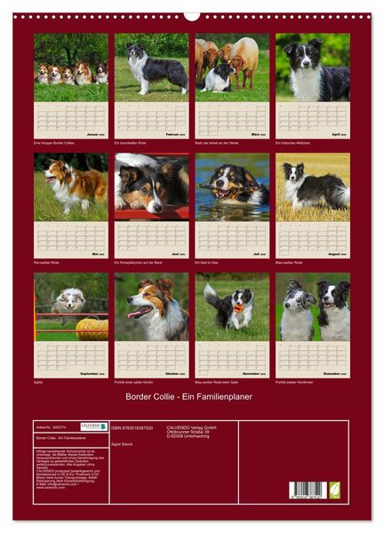 Produktbild: Border Collie - Ein Familienplaner (Wandkalender 2026 DIN A2 hoch), CALVENDO Monatskalender