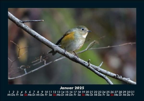 Produktbild: Tiere in der Wildnis 2025 Fotokalender DIN A5