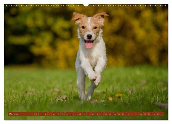 Produktbild: Faszination Hund (Wandkalender 2026 DIN A2 quer), CALVENDO Monatskalender