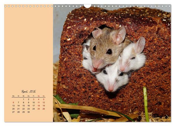 Produktbild: Mausige Zeiten! Putzige Gesellen mit Knopfaugen (Wandkalender 2026 DIN A3 quer), CALVENDO Monatskalender