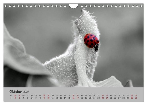 Produktbild: Gl&uuml;cksk&auml;fer (Wandkalender 2027 DIN A4 quer), CALVENDO Monatskalender