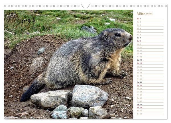 Produktbild: Wildlife - Verspielte Murmeltiere (Wandkalender 2026 DIN A3 quer), CALVENDO Monatskalender