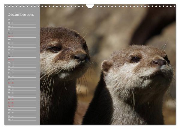 Produktbild: Otter. Frech, laut und clever (Wandkalender 2026 DIN A3 quer), CALVENDO Monatskalender