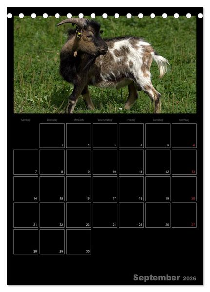 Produktbild: Zwergziegen (Tischkalender 2026 DIN A5 hoch), CALVENDO Monatskalender