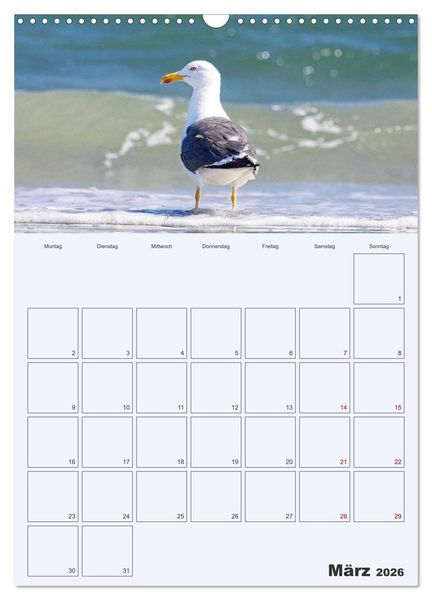 Produktbild: Wildes Leben auf Helgoland (Wandkalender 2026 DIN A3 hoch), CALVENDO Monatskalender