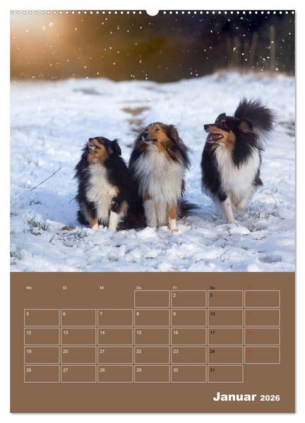 Produktbild: SHELTIES Herzensbrecher auf 4 Pfoten (hochwertiger Premium Wandkalender 2026 DIN A2 hoch), Kunstdruck in Hochglanz