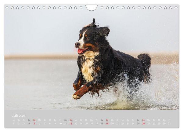 Produktbild: Liebling BERNER SENNENHUND (Wandkalender 2026 DIN A4 quer), CALVENDO Monatskalender