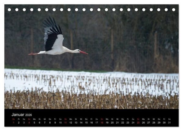 Produktbild: Ein Jahr bei den St&ouml;rchen (Tischkalender 2026 DIN A5 quer), CALVENDO Monatskalender