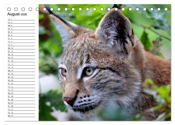 Produktbild: Der Luchs - Der J&auml;ger auf leisen Pfoten (Tischkalender 2026 DIN A5 quer), CALVENDO Monatskalender
