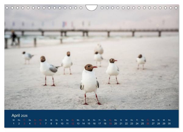 Produktbild: Ostseezauber (Wandkalender 2026 DIN A4 quer), CALVENDO Monatskalender