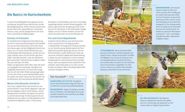 Produktbild: Zwergkaninchen