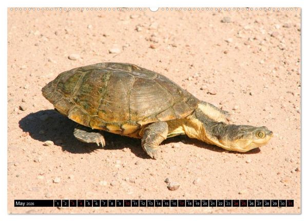 Produktbild: Turtles and Tortoises - Armored pacifists (High Quality Premium Wall Calendar 2026 DIN A2 landscape),CALVENDO 12 Month Wall Calendar