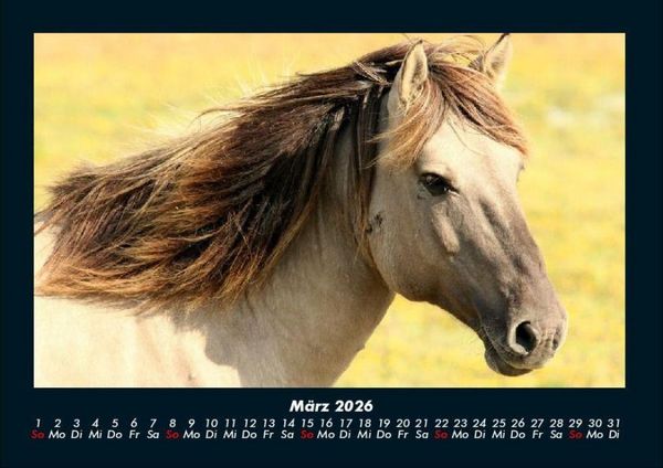 Produktbild: Welt der Tiere 2026 Fotokalender DIN A4