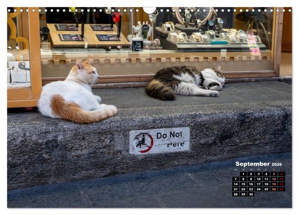 Produktbild: Katzen von Rhodos - Kleine G&ouml;tter auf vier Pfoten (Wandkalender 2026 DIN A3 quer), CALVENDO Monatskalender