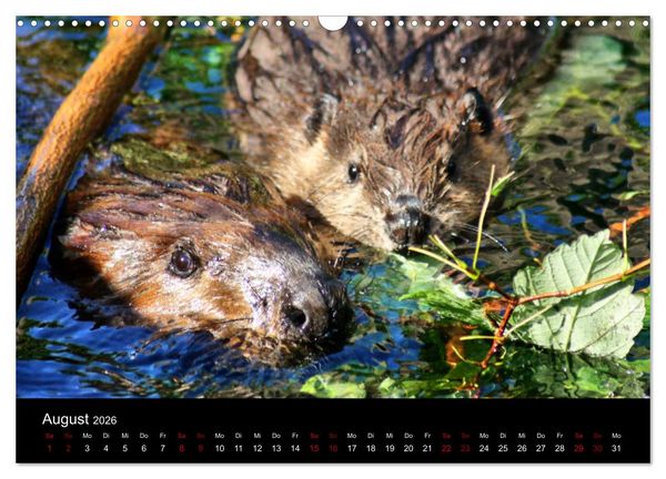 Produktbild: Das Leben der Biber (Wandkalender 2026 DIN A3 quer), CALVENDO Monatskalender