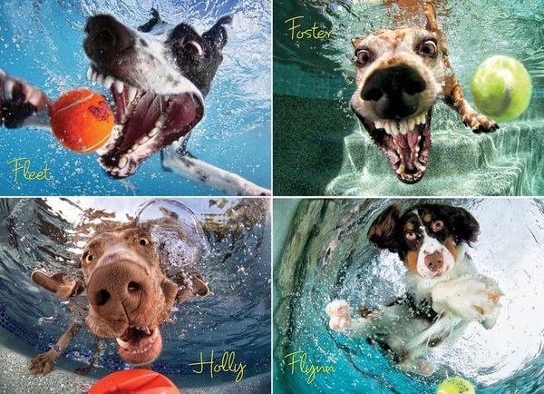 Produktbild: Underwater Dogs: Play Ball 1000-Piece Puzzle