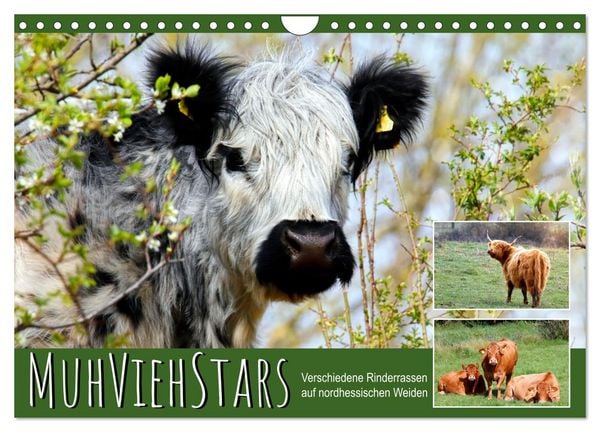 MuhViehStars (Wandkalender 2026 DIN A4 quer), CALVENDO Monatskalender