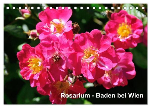 Produktbild: Baden bei Wien - Rosarium (Tischkalender 2026 DIN A5 quer), CALVENDO Monatskalender