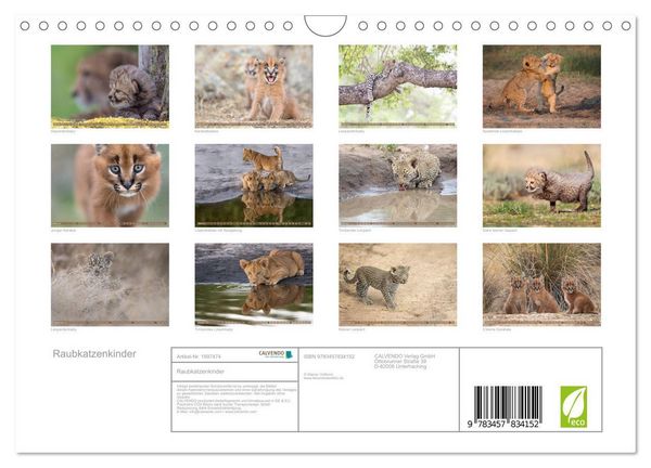 Produktbild: Raubkatzenkinder (Wandkalender 2026 DIN A4 quer), CALVENDO Monatskalender