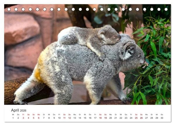 Produktbild: Knuffige Koalab&auml;ren (Tischkalender 2026 DIN A5 quer), CALVENDO Monatskalender